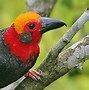 Burung Langka Di Kalimantan Barat